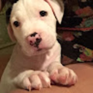 Meet your Posher, Bella